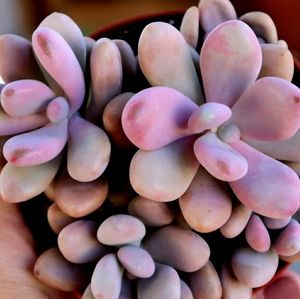 Pink Moonstones Succulent Plant